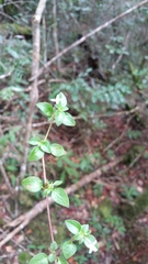 Otiophora pauciflora