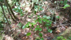 Leptolaena pauciflora