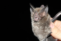 Trachops cirrhosus