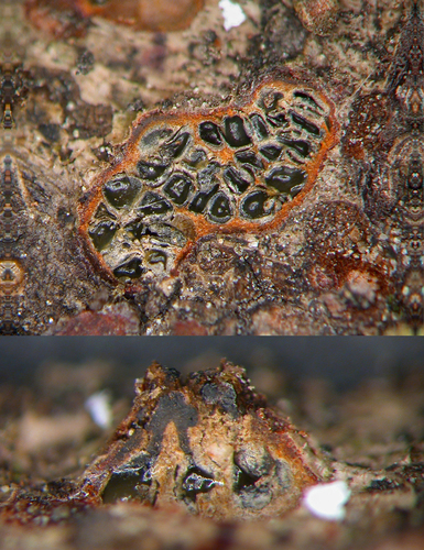 Representative image of Cytospora ceratosperma