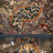 Valsa ceratophora - Photo (c) Jerry Cooper, algunos derechos reservados (CC BY), subido por Jerry Cooper