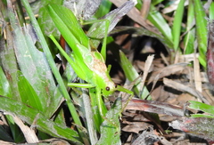 Hexacentrus unicolor