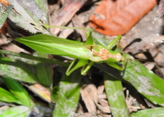 Hexacentrus unicolor