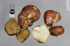 Rhizopogon luteorubescens