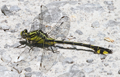 Gomphurus lineatifrons