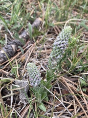 Veronica plantaginea