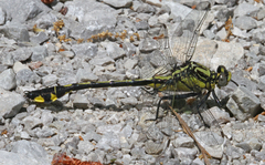 Gomphurus lineatifrons