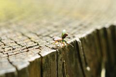 Phyllobius argentatus