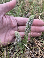 Veronica plantaginea