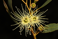 Eucalyptus sporadica