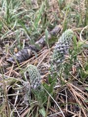 Veronica plantaginea