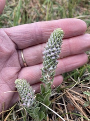 Veronica plantaginea