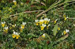 Viola tricolor curtisii
