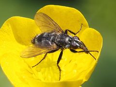 Rhinomorinia sarcophagina