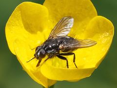 Rhinomorinia sarcophagina