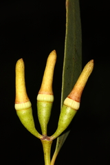 Eucalyptus sporadica
