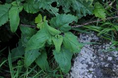 Scrophularia scorodonia