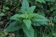 Scrophularia scorodonia