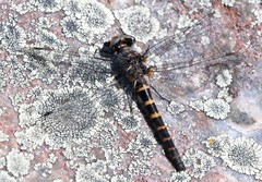 Williamsonia lintneri