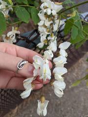 Robinia pseudoacacia