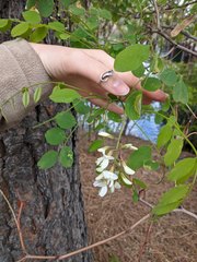 Robinia pseudoacacia