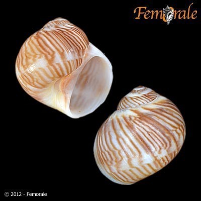 Representative image of Tectonatica sagraiana