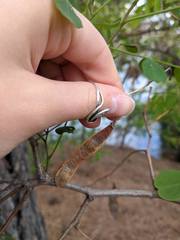 Robinia pseudoacacia