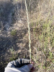 Thinopyrum intermedium intermedium