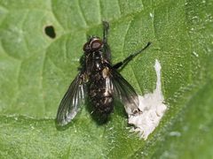 Rhinomorinia sarcophagina