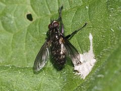 Rhinomorinia sarcophagina