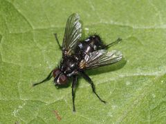 Rhinomorinia sarcophagina