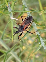 Rhynocoris cuspidatus
