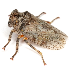 Aetalion nervosopunctatum