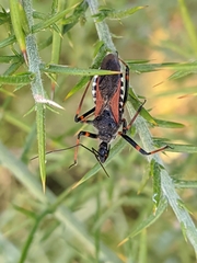 Rhynocoris cuspidatus