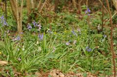 Hyacinthoides hispanica