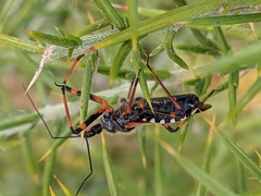 Rhynocoris cuspidatus