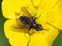 Rhinomorinia sarcophagina