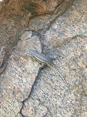 Sceloporus tristichus