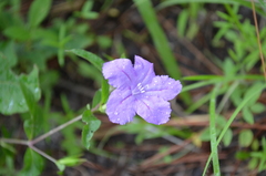 Ruellia pinetorum