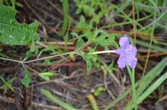 Ruellia pinetorum