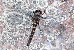 Williamsonia lintneri