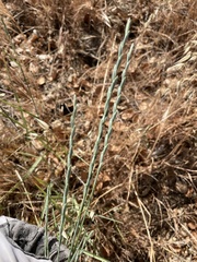 Thinopyrum intermedium intermedium