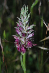 Anacamptis coriophora fragrans