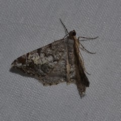 Macaria granitata