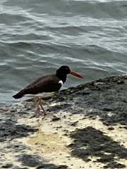 Haematopus palliatus