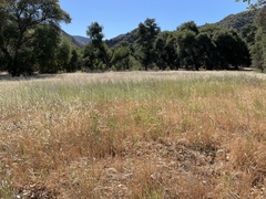 Thinopyrum intermedium intermedium