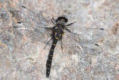 Williamsonia lintneri