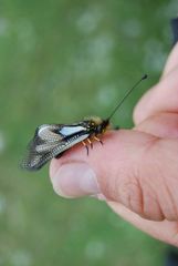 Libelloides coccajus