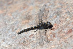 Williamsonia lintneri