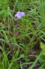 Ruellia pinetorum